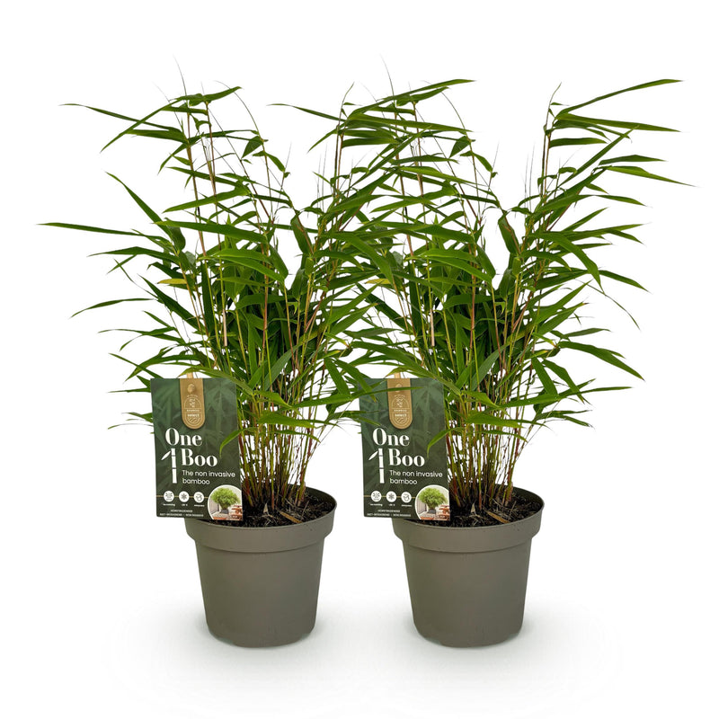 Green boutiQ - Bamboe - Fargesia rufa - Groen - 2 Planten - Bladhoudend - Niet Woekerend- Pot 14cm Hoogte 35cm