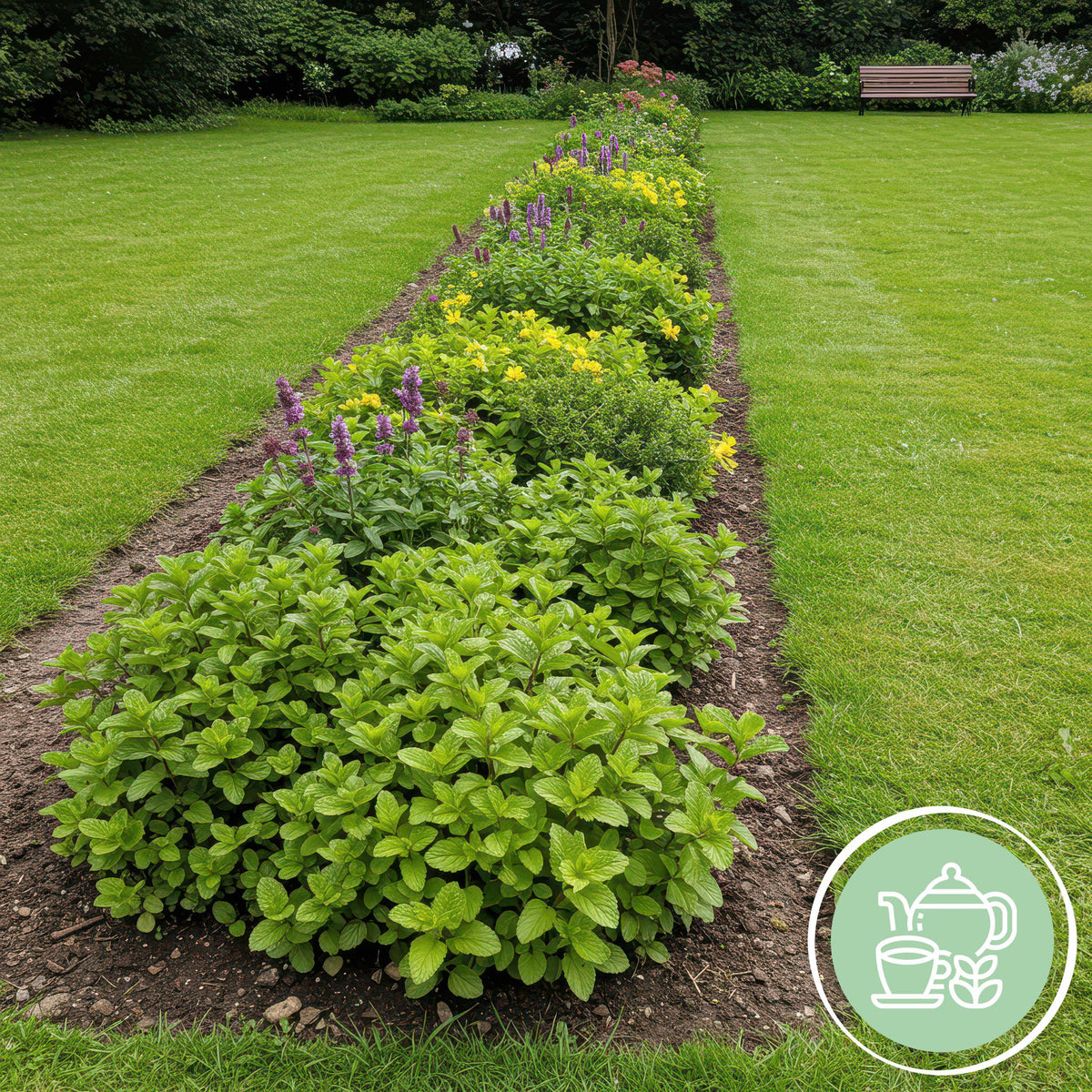 Green boutiQ - Borderpakket - Thee kruiden - 24 Vaste planten - 3 m2 - Diversen kleuren - Weinig Onderhoud - Pot 11cm