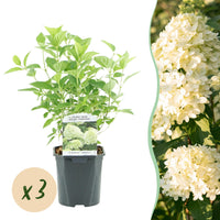 Green boutiQ - Pluim Hortensia - Hydrangea panniculata Limelight - Bloem Creme Wit  - 3 Planten - 1 m2 - Bladverliezend - Grote Bloemen - Pot 17cm Hoogte 50cm