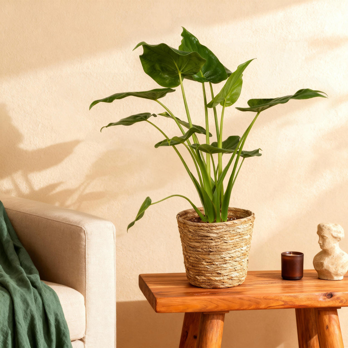 Green BoutiQ - Green is... Kamerplanten - Alocasia Cucullata - Boeddha,s hand - Weinig onderhoud - Groen - 1 Plant - Pot 21cm - Hoogte 65-70cm