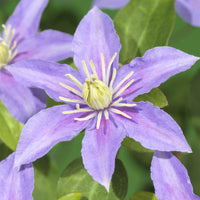 Green boutiQ - Klimplant - Clematis Blue Angel