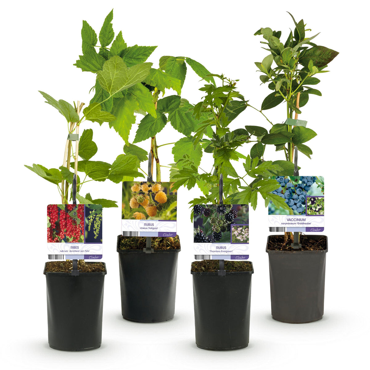 Green boutiQ - Fruit planten mix - Rode Bes, Gele Framboos, Zwarte Braam, Blauwe bes - 4 planten - Pot 11cm Hoogte 40cm