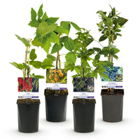 Green boutiQ - Fruit planten mix - Rode Bes, Gele Framboos, Zwarte Braam, Blauwe bes - 4 planten - Pot 11cm Hoogte 40cm