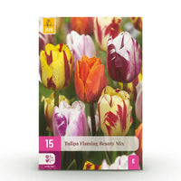 Green boutiQ - Bloembollen - Tulp Flaming Beauty mix - Diversen Kleuren - 15 stuks - Bolmaat 11/12 - XXL Pack