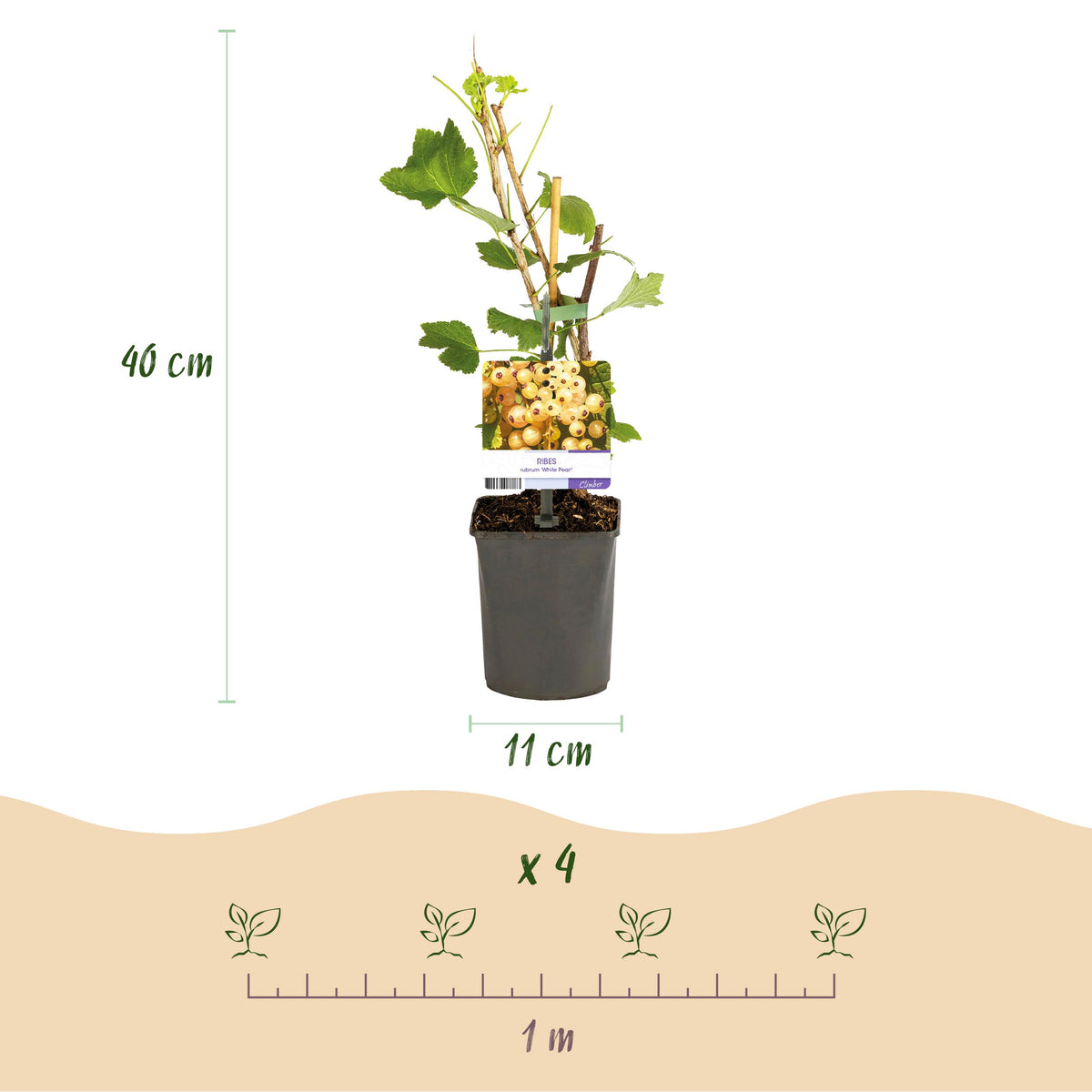 Green boutiQ - Fruitplant - Aalbes - Ribes rubrum White Pearl - Witte Bes - 2 planten -  Pot 11cm Hoogte 40cm