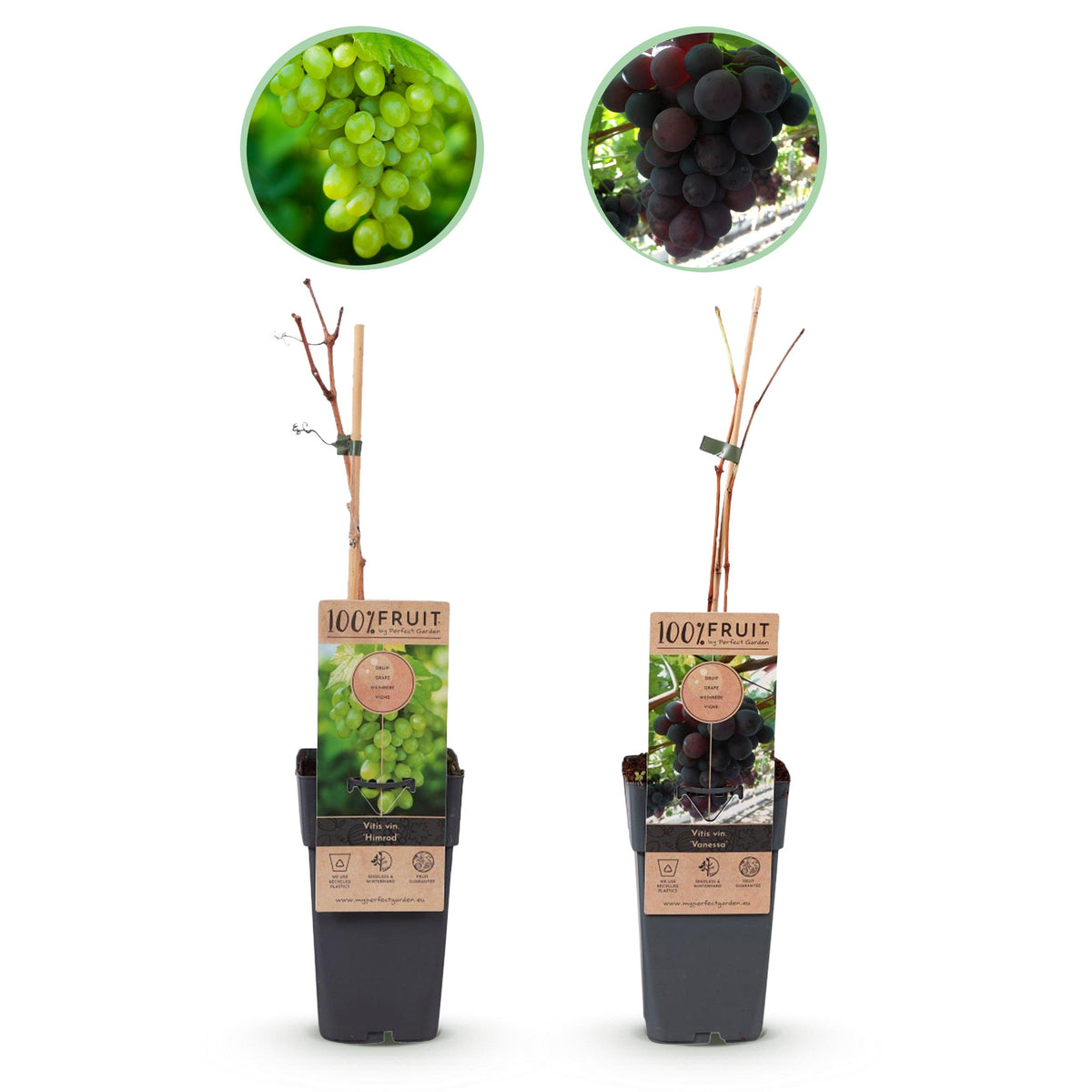 Green boutiQ - Fruitplant - Paarse & Witte Druif -  Vitis vinifera Vanessa & Himrod  - Pitloos - 2 planten - Pot 15cm Hoogte 50cm