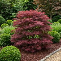 Green boutiQ - Terrasplant - Japanse Esdoorn - Acer palmatum Sumi-nagashi - Rood - 1 Plant - Bladverliezend - Pot 19cm Hoogte 70cm