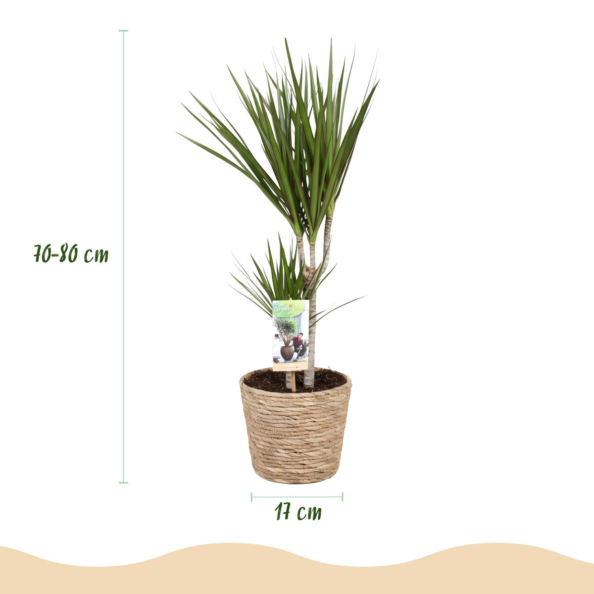Green BoutiQ - Green is... Kamerplanten - Dracaena Marginata - Drakenbloedboom - Weinig onderhoud - met mand - Groen - 1 Plant - Pot 17cm - Hoogte 70-80cm