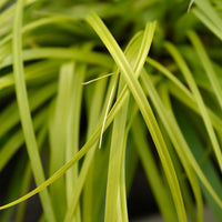 Green boutiQ - Siergrassen -  Carex oshimensis Everillo - Geel - 1 Planten - Groenblijvend - Winterhard - Pot 17cm Hoogte 50cm