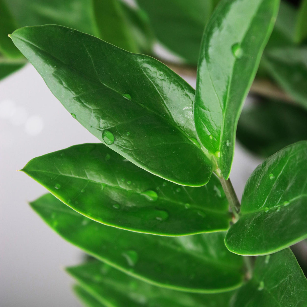 Green BoutiQ - Green is... Kamerplanten - Zamioculcas - ZZ-plant - Weinig onderhoud - met mand - Groen - 2 Planten - Pot 17cm - Hoogte 65-75cm