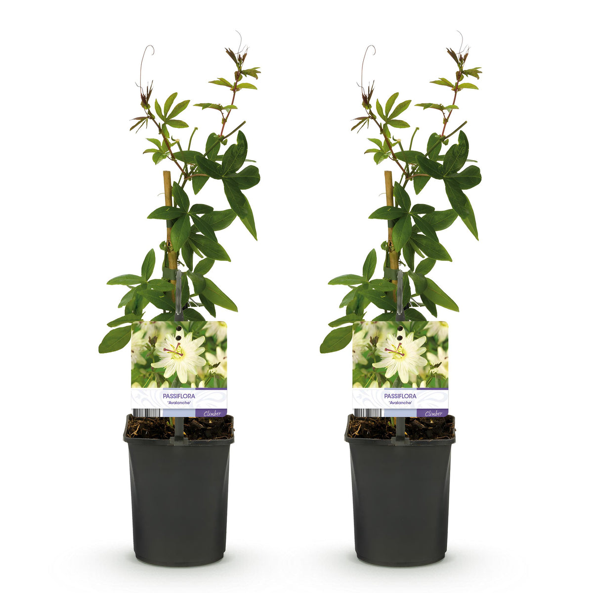 Green boutiQ - Passiebloem - Passiflora Avalanche  - Bloem  Wit  - Weinig onderhoud - 2 planten - Pot 11cm Hoogte 40cm