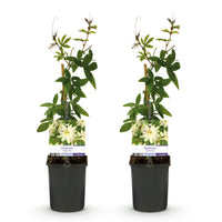 Green boutiQ - Passiebloem - Passiflora Avalanche  - Bloem  Wit  - Weinig onderhoud - 2 planten - Pot 11cm Hoogte 40cm