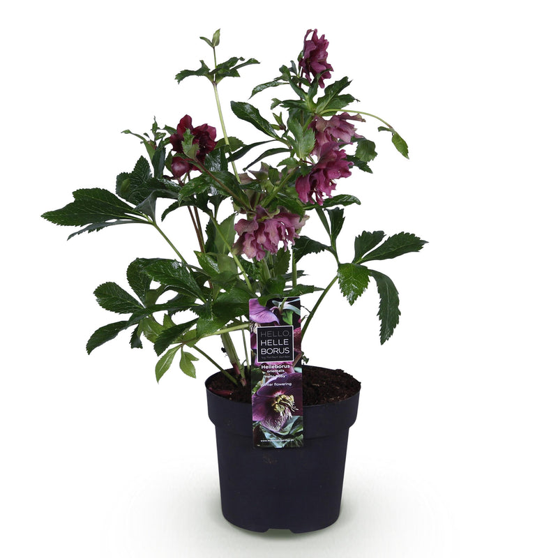 Green boutiQ - Tuinplant - Lenten Rose - Helleborus orientalis Double Ellen Red - Rode Bloem -1 Plant - Groenblijvend - Pot 14cm Hoogte 35cm