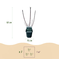 Green boutiQ - Heesters - Cornus alba Kesselringii - Paarse Takken - 1 Plant - Bladverliezend - Weinig Onderhoud - Pot 17cm Hoogte 45cm