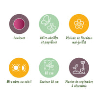 Green boutiQ - Bloembollen - Allium Sphaerocephalon - Kleur Paars - 100 stuks - Bolmaat 5/6 - XXL Pack
