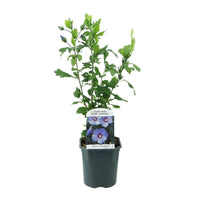 Green boutiQ - Heesters - Hibiscus syriacus Oiseau Blue - Bloem Blauw - 1 Plant - Bladverliezend - Weinig Onderhoud - Pot 17cm Hoogte 45cm