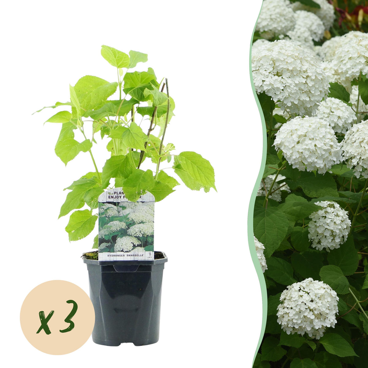 Green boutiQ - Pluim Hortensia - Hydrangea arborescens Annabelle - Bloem Wit - 3 Planten - 1 m2 - Bladverliezend - Grote Bloemen - Pot 17cm Hoogte 50cm