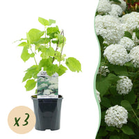 Green boutiQ - Pluim Hortensia - Hydrangea arborescens Annabelle - Bloem Wit - 3 Planten - 1 m2 - Bladverliezend - Grote Bloemen - Pot 17cm Hoogte 50cm