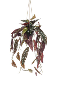 Kunstplant - Begonia Maculata - Stippenbegonia - 80 cm