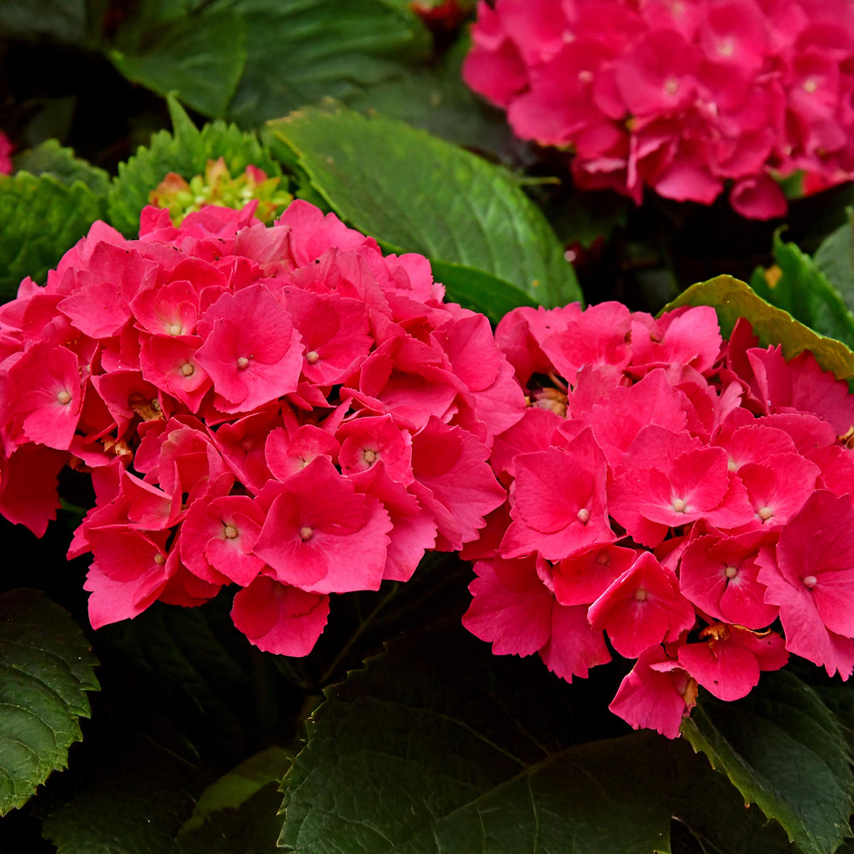 Green boutiQ - Hortensia - Hydrangea macrophylla Red - Bloem Rood - 1 Plant - Bladverliezend - Weinig Onderhoud - Pot 17cm Hoogte 30cm