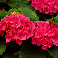 Green boutiQ - Hortensia - Hydrangea macrophylla Red - Bloem Rood - 1 Plant - Bladverliezend - Weinig Onderhoud - Pot 17cm Hoogte 30cm