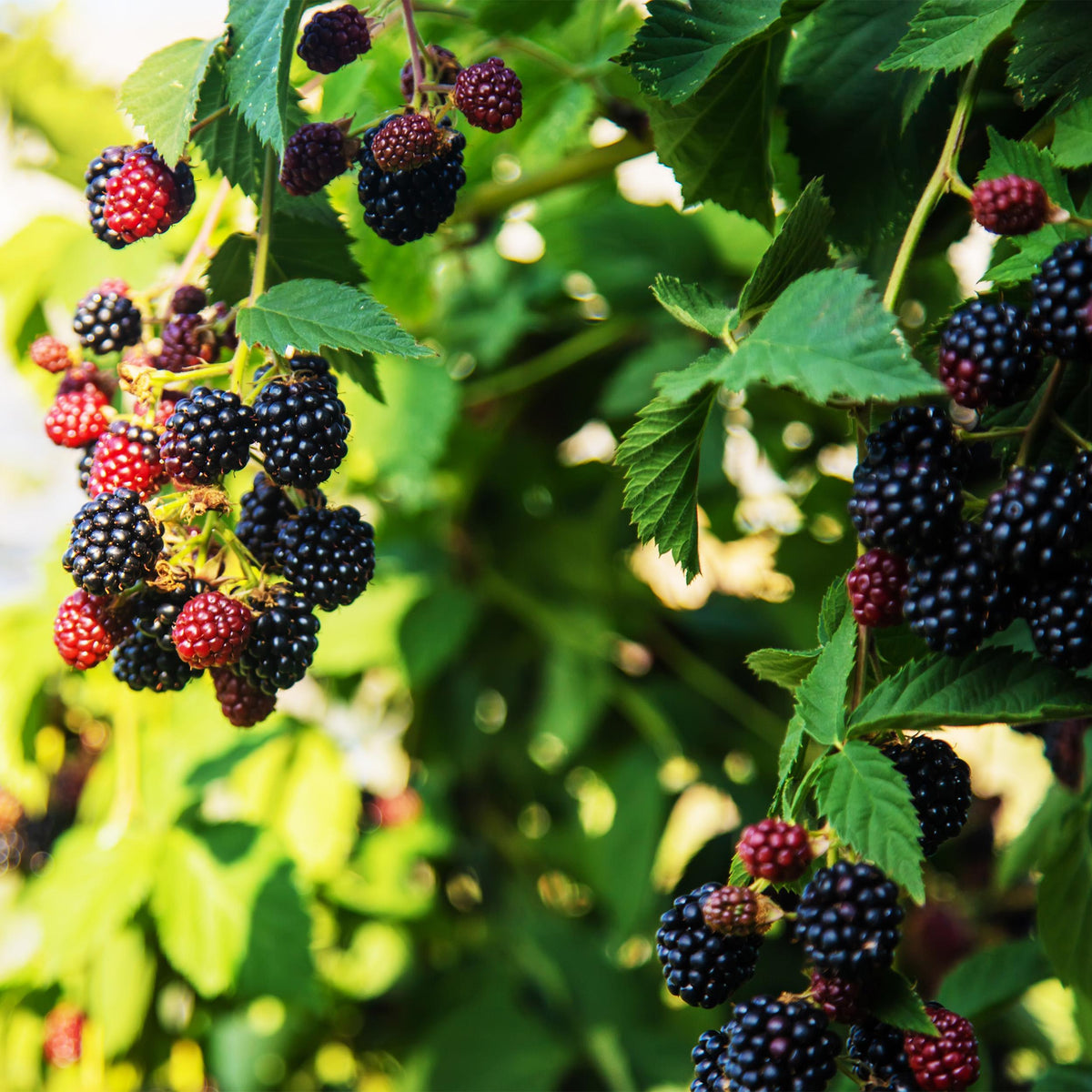 Green boutiQ - Fruitplant - Braam - Rubus fruticosus Triple Crown - Zwarte Braam - Doornloos - 2 planten -  Pot 11cm Hoogte 40cm