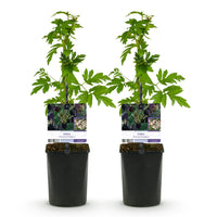 Green boutiQ - Fruitplant - Braam - Rubus Thornfree Evergreen - Zwarte Braam - Doornloos - 2 planten -  Pot 11cm Hoogte 40cm