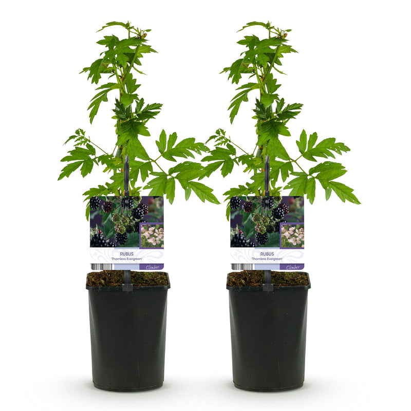 Green boutiQ - Fruitplant - Braam - Rubus Thornfree Evergreen - Zwarte Braam - Doornloos - 2 planten -  Pot 11cm Hoogte 40cm