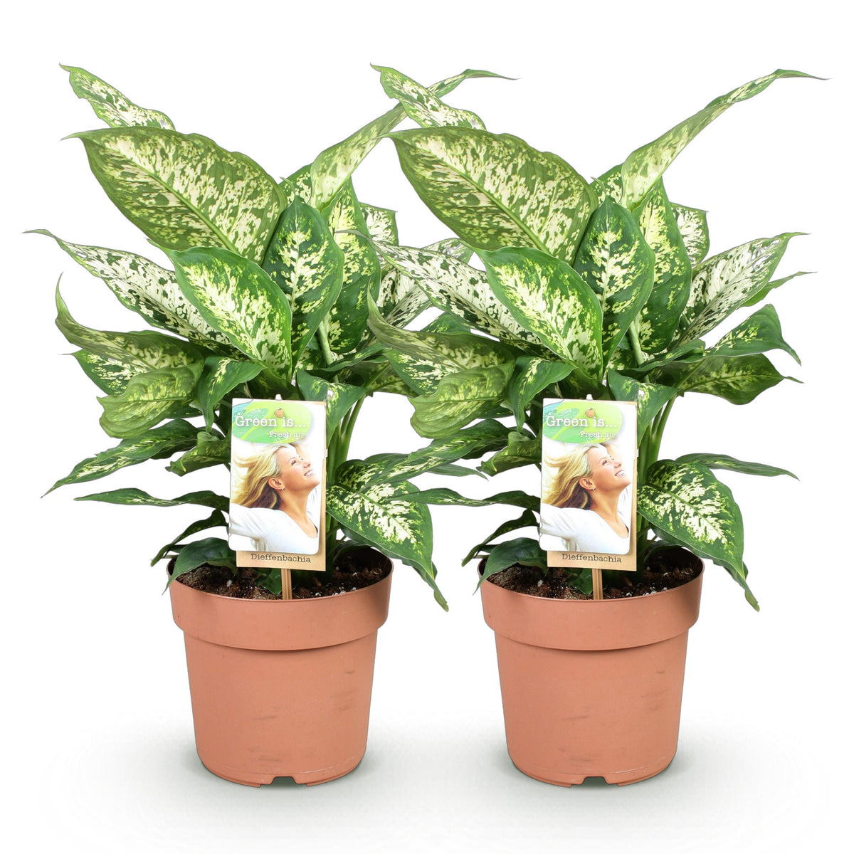 Green BoutiQ - Green is... Kamerplanten - Diefenbachia Compacta - Dieffenbachia - Weinig onderhoud - Groen - 2 Planten - Pot 17cm - Hoogte 45-50cm