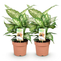 Green BoutiQ - Green is... Kamerplanten - Diefenbachia Compacta - Dieffenbachia - Weinig onderhoud - Groen - 2 Planten - Pot 17cm - Hoogte 45-50cm