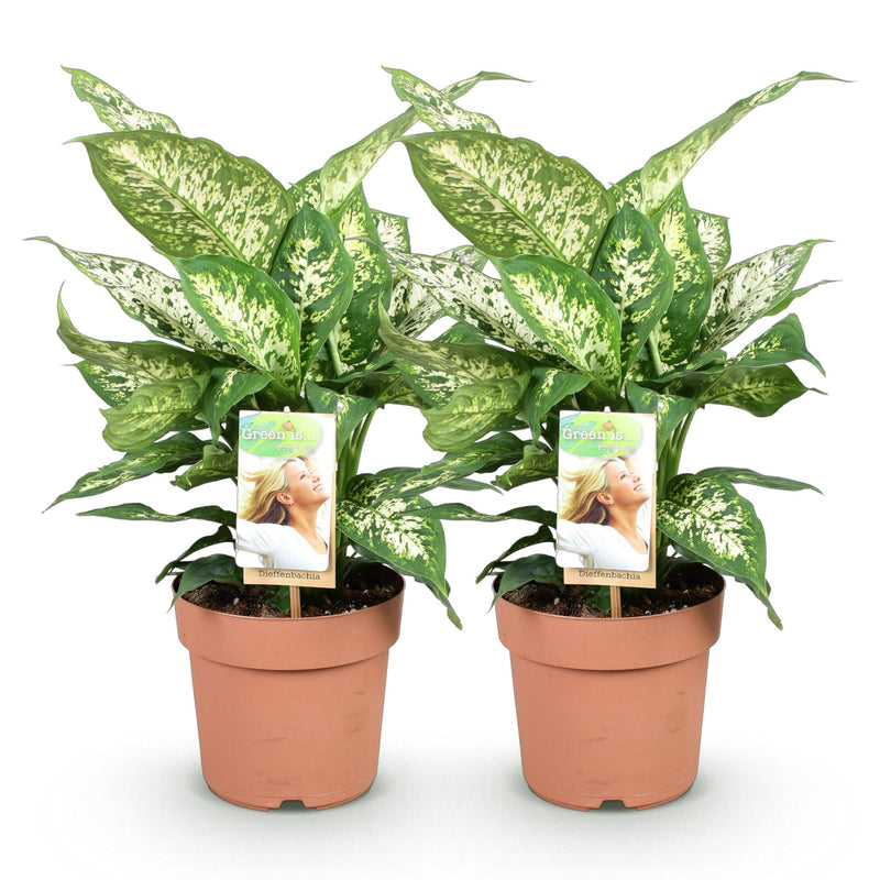 Green BoutiQ - Green is... Kamerplanten - Diefenbachia Compacta - Dieffenbachia - Weinig onderhoud - Groen - 2 Planten - Pot 17cm - Hoogte 45-50cm