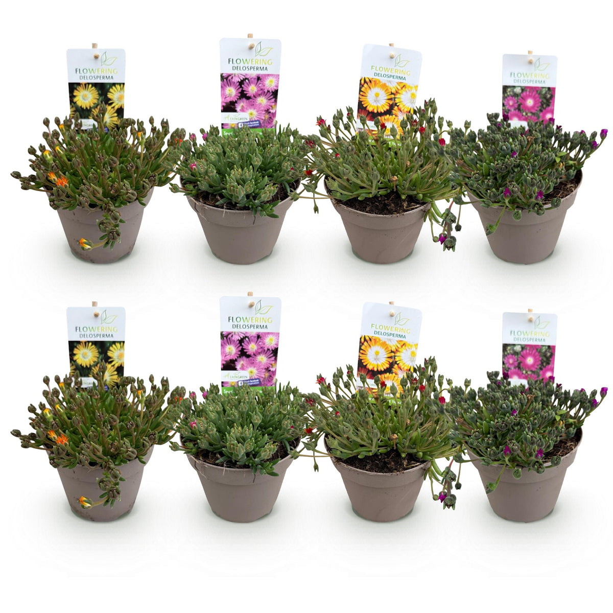 Green boutiQ - Bodembedekker - Winterhard - Delosperma Jewel of Dessert - 8 Planten - Kleuren Rood - Oranje - Paars - Roze - Weinig Onderhoud - Pot 14 Hoogte 17