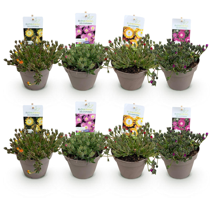 Green boutiQ - Bodembedekker - Winterhard - Delosperma Jewel of Dessert - 8 Planten - Kleuren Rood - Oranje - Paars - Roze - Weinig Onderhoud - Pot 14 Hoogte 17