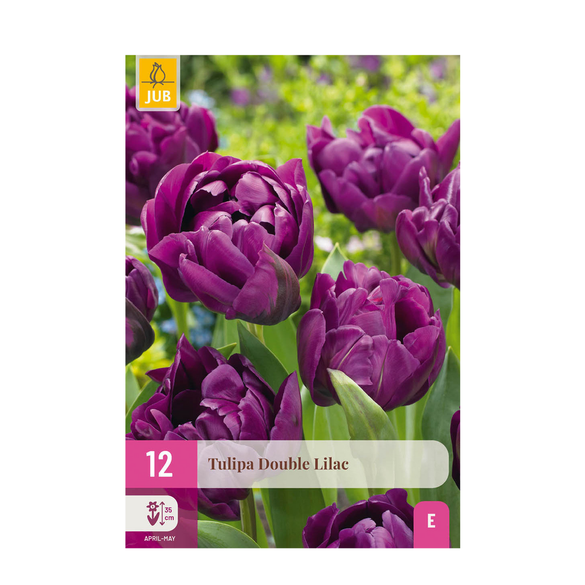 Green boutiQ - Bloembollen - Tulp Double Lilac - Kleur Paars - 12 stuks - Bolmaat 11/12 - XXL Pack