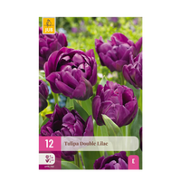 Green boutiQ - Bloembollen - Tulp Double Lilac - Kleur Paars - 12 stuks - Bolmaat 11/12 - XXL Pack