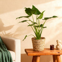 Green BoutiQ - Green is... Kamerplanten - Alocasia Cucullata - Boeddha,s hand - Weinig onderhoud - met mand - Groen - 1 Plant - Pot 21cm - Hoogte 65-70cm