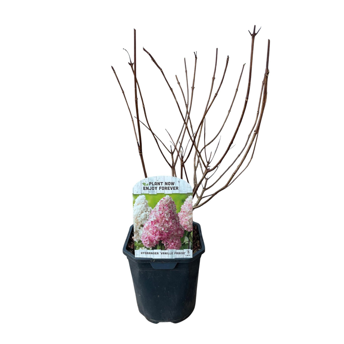 Green boutiQ - Pluim Hortensia - Hydrangea panniculata Vanille Fraise - Bloem Wit Roze  - 1 Plant - Bladverliezend - Grote Bloemen - Pot 17cm Hoogte 50cm