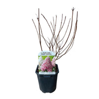 Green boutiQ - Pluim Hortensia - Hydrangea panniculata Vanille Fraise - Bloem Wit Roze  - 1 Plant - Bladverliezend - Grote Bloemen - Pot 17cm Hoogte 50cm