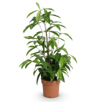 Green BoutiQ - Green is... Kamerplanten - Dracaena surculosa - Drakenbloedboom - Weinig onderhoud - Groen - 1 Plant - Pot 17cm - Hoogte 60-70cm
