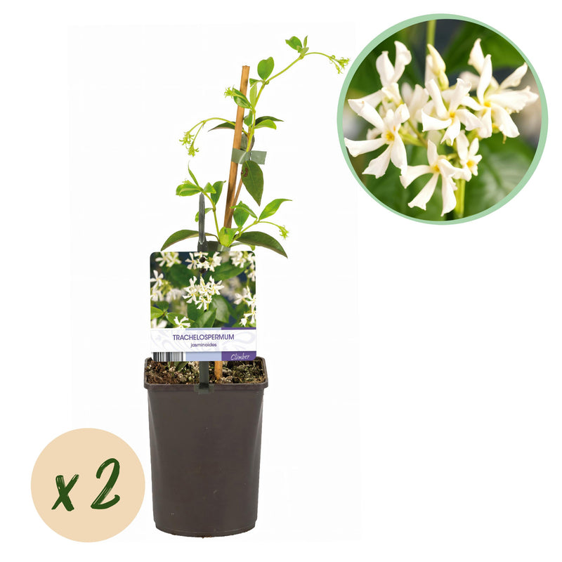Green boutiQ - Toscaanse jasmijn - Trachelospermum jasminoides - Bloem Wit - Groenblijvend  - 2 planten - Pot 11cm Hoogte 40cm