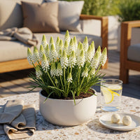 Green boutiQ - Bloembollen - Muscari White Magic - Kleur Wit - 50 stuks - Bolmaat 6/7 - XXL Pack