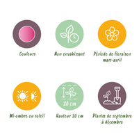 Green boutiQ - Bloembollen - Corydalis Beth Evans - Kleur Wit en Paars - 20 stuks - Bolmaat 6/7 - XXL Pack