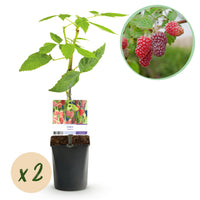 Green boutiQ - Fruitplant - Taybes - Rubus Tayberry  - Rode Vrucht - 2 planten -  Pot 11cm Hoogte 40cm