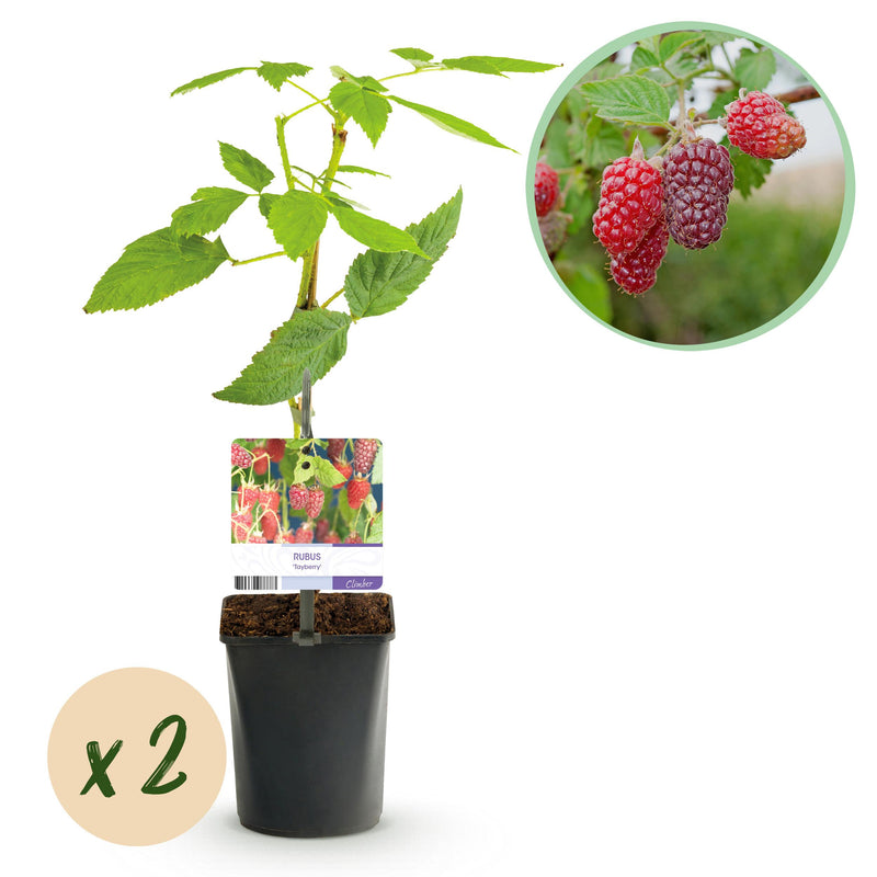 Green boutiQ - Fruitplant - Taybes - Rubus Tayberry  - Rode Vrucht - 2 planten -  Pot 11cm Hoogte 40cm
