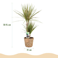 Green BoutiQ - Green is... Kamerplanten - Dracaena Sunray - Drakenbloedboom - Weinig onderhoud - met mand - Groen - 2 Planten - Pot 17cm - Hoogte 70-75cm