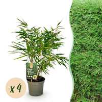 Green boutiQ - Bamboe - Fargesia rufa - Groen - 4 Planten - Bladhoudend - Niet Woekerend- Pot 17cm Hoogte 60cm