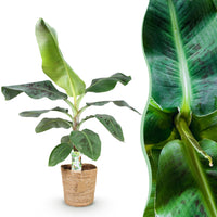 Green BoutiQ - Green is... Kamerplanten - Musa acuminata Dwarf Cavendisch - Bananenplant - Weinig onderhoud - met mand - Groen - 1 Plant - Pot 21cm - Hoogte 70-75cm