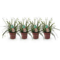 Green boutiQ - Siergrassen - Carex oshimensis Intense Green - Groen - 4 Planten - Bladhoudend - Weinig Onderhoud - Pot 17cm Hoogte 50cm