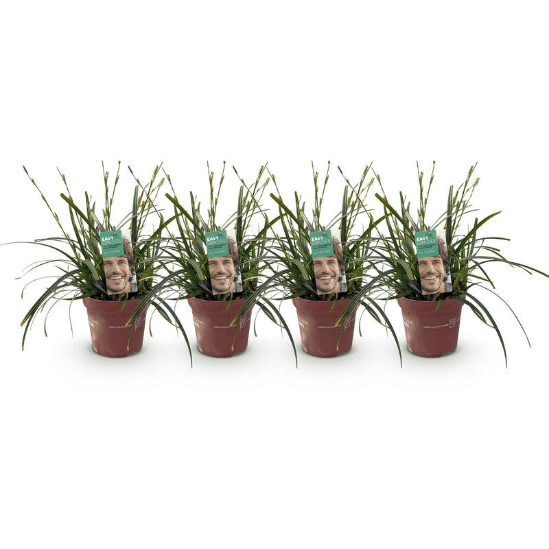 Green boutiQ - Siergrassen - Carex oshimensis Intense Green - Groen - 4 Planten - Bladhoudend - Weinig Onderhoud - Pot 17cm Hoogte 50cm
