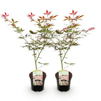 Green boutiQ - Terrasplant - Japanse Esdoorn - Acer palmatum Sumi-nagashi - Rood - 2 Planten - Bladverliezend - Pot 19cm Hoogte 70cm